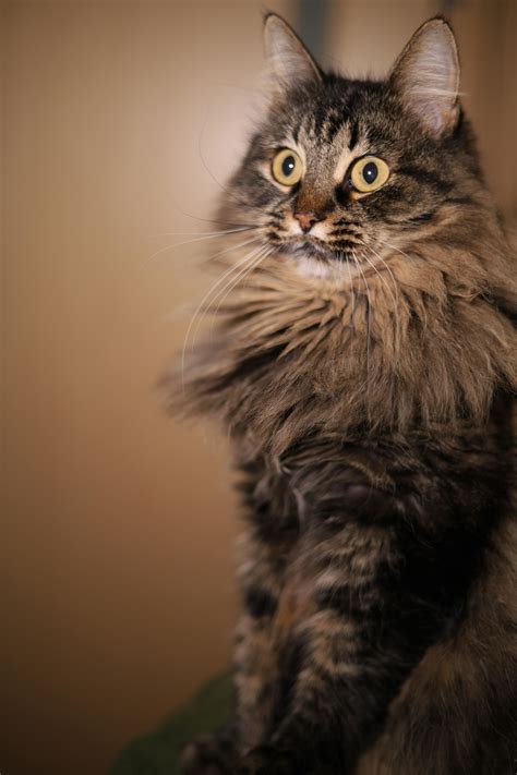 Siberian Cat Photos, Download The BEST Free Siberian Cat Stock Photos ...