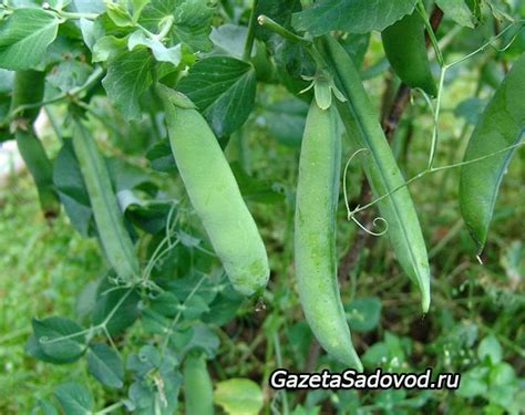 горох » "Газета садовод" - сетевое издание