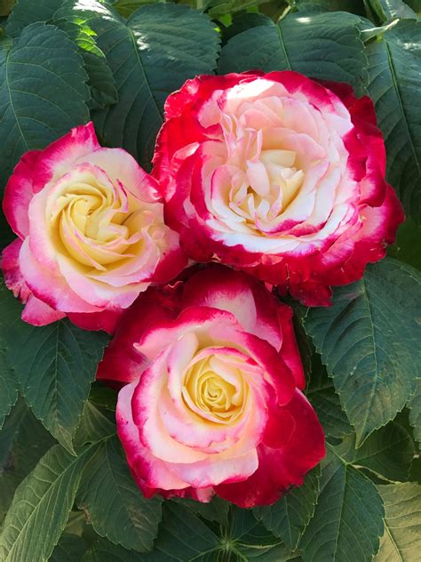 Double Delight Rose