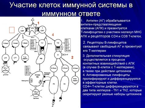 Лекция 8. 1. Иммунная система и заболевания, связанные с ее ...