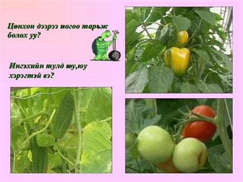 тасалгааны ургамал 2