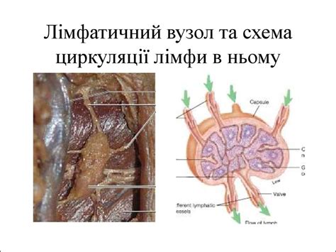 Лімфоїдна система - презентация онлайн