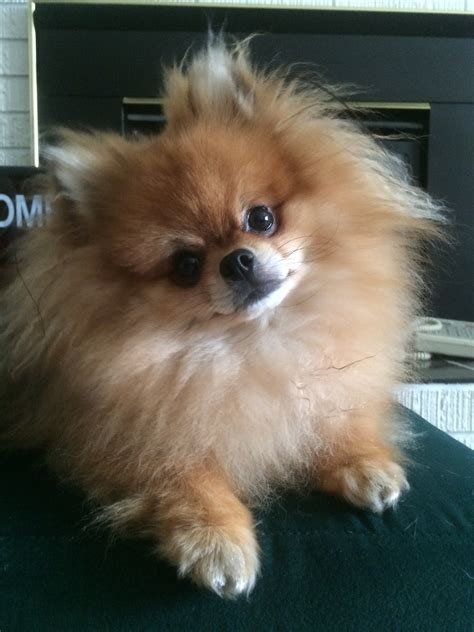 Gizmo - Contest Entry #73110 - Modern Dog Magazine