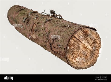 Decorazione del tronco di legno immagini e fotografie stock ad alta