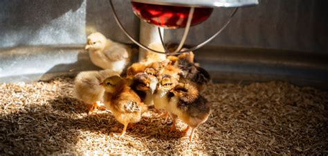 raising chicks  quick start guide