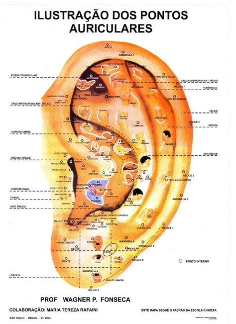 Auriculoterapia Emagrecimento Pontos - Auriculoterapia - ESPAÇO TERAPÊUTICO FU HSI (伏羲)