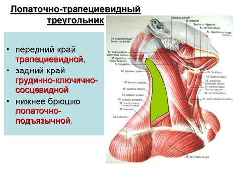 Функциональная анатомия мышц головы и шеи - презентация онлайн