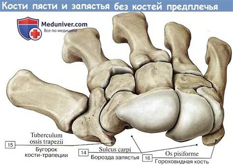Анатомия : Кости кисти.