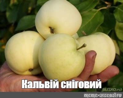 Яблоня Папировка Фото – Telegraph