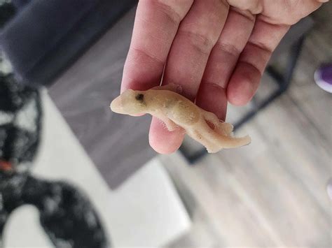 how do you gecko biting fast 5