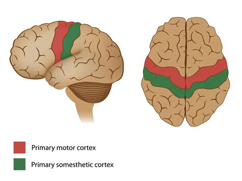 Brain Structure And Function Brain Structure And Function Headway