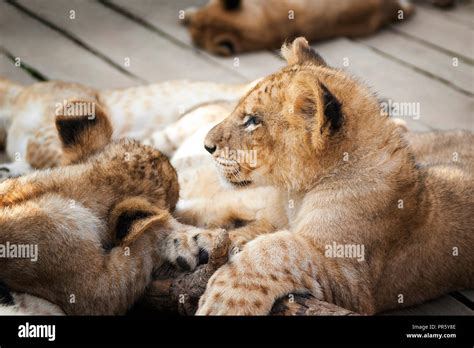 Baby lion sleeping hi-res stock photography and images - Alamy