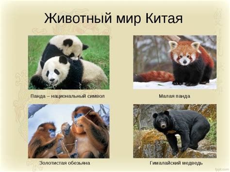 Животные на китайском: собака, кошка, лиса, тигр, волк | 汉语 Учу китайский!