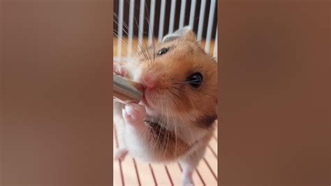 thirsty hamster🐹 - YouTube
