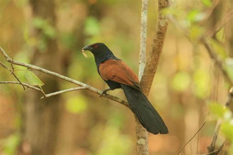 Sultanpur National Park, a paradise for migratory birds, is calling you ...