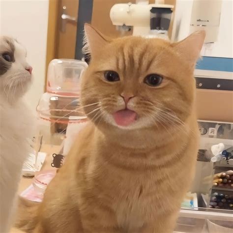cute animal matching pfp 1