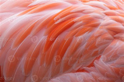 Flamingo Feathers Close Up 705992 Stock Photo at Vecteezy