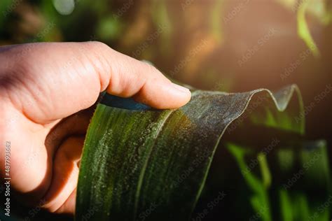 Asian female farmer inspects corn leaves in a field for insect pests ...