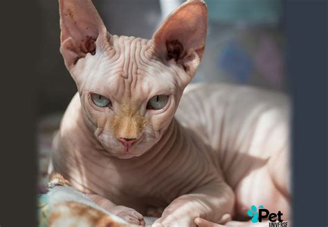 Tracing the Origins of Sphynx Cats: Unraveling Their Fascinating ...