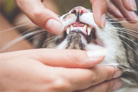 Как ухаживать за зубами кошки - нужно ли чистить зубы коту