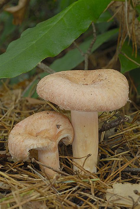 Lactarius torminosus