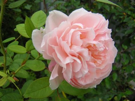 Roses Pictures