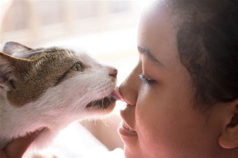 Porque O Gato Lambe A Gente