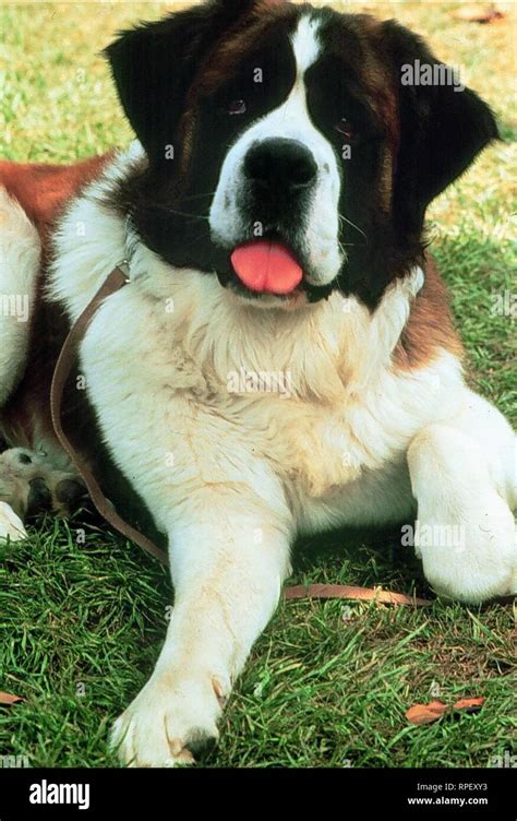 Beethoven Dog High Resolution Stock Photography and Images - Alamy
