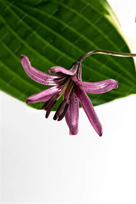 Premium Photo | Composition of a purple lily flower hanging upside down