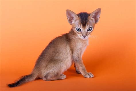 tiniest cat breeds floppycats