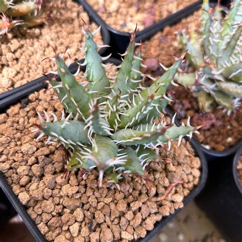 Aloe Erinacea - Etsy