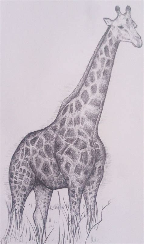 Giraffe Original Coloured Pencil Drawing, Baby Giraffe Drawing