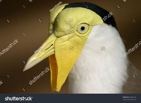 3 Yellow caruncula Images, Stock Photos & Vectors | Shutterstock