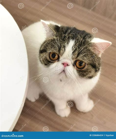 cat with a flat face 4