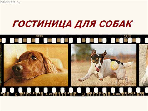 Чудомир