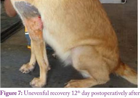Figure 7 from Surgical Management of Olecranon Bursitis in Belgium ...