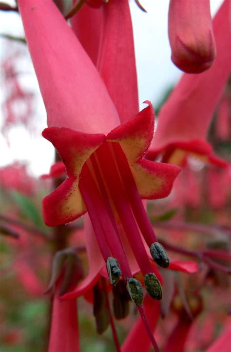 photo  phygelius capensis plant lust