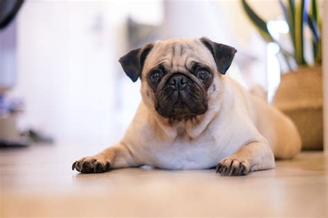 how to teach dog to crawl