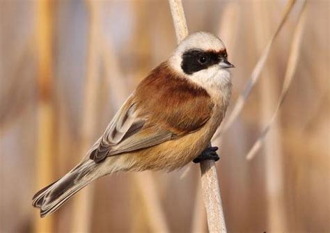 Обыкновенный ремез / Remiz pendulinus / Penduline tit / Птицы Европы