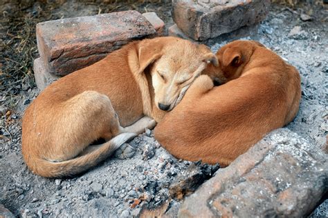 Canis familiaris? Maybe Less Than You Think - bioGraphic