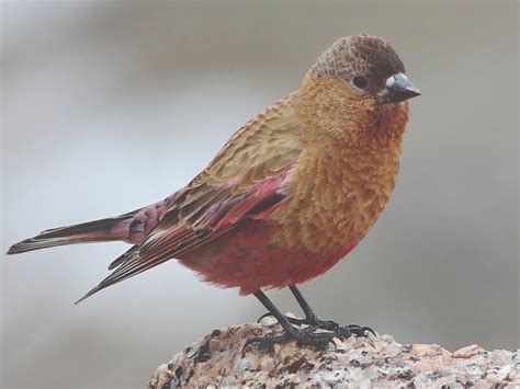 Aspen Center for Environmental Studies