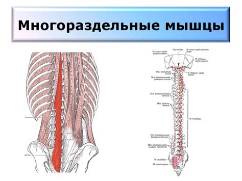 Мышцы туловища. Мышцы головы и шеи - презентация онлайн