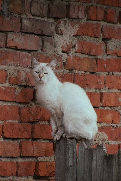 Birman Photos, Download The BEST Free Birman Stock Photos & HD Images
