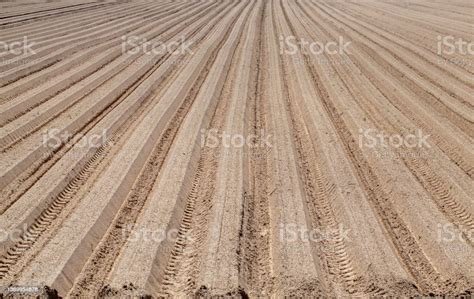 pengolahan tanah  bidang pertanian  menanam tanaman  foto