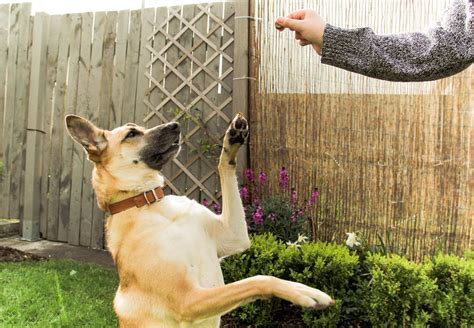Expert-Recommended Dog Training Treats | POPSUGAR UK Pets
