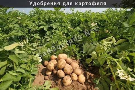 Удобрение для картофеля при посадке в лунку: своими руками, отзывы