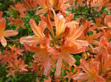 Рододендрон японский лососевый (Rhododendron japonicum)