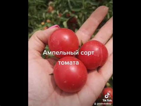 Ампельный сорт томата "Вишневый водопад" - YouTube