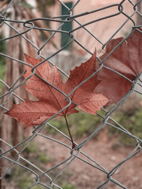 leaf tree drop  photo  pixabay pixabay