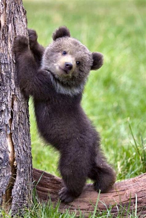 Adorable baby bear : r/MadeMeSmile